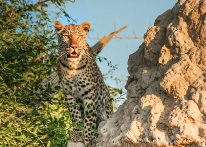 Urlaubstipps Botswana leopard 2923934 1920