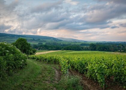 Urlaubstipps Burgund vineyard g642eaf6ae 1920