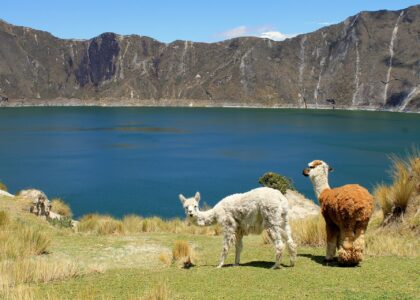 Urlaubstipps Ecuador llamas gacf8d3880 1920