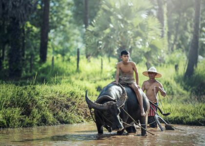 Urlaubstipps Kambodscha water buffalo g893b0e782 1920