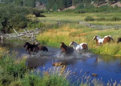 Urlaubstipps Montana horses g3913be67f 1920