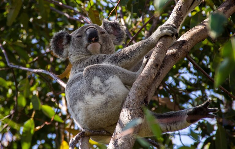 Urlaubstipps Queensland koala g1b92ed73e 1920