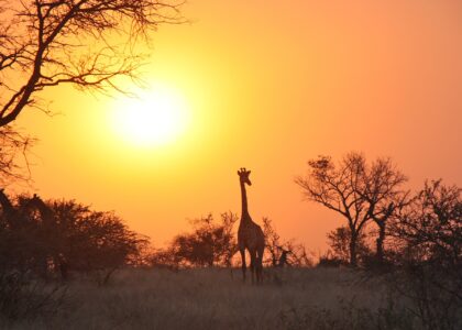 Urlaubstipps Sambia giraffe g7ea7219ef 1920