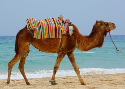 Urlaubstipps Tunesien camel 1367972 1920