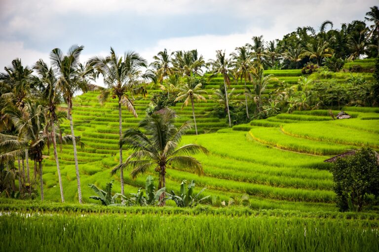 Urlaubstipps canggu rice 1514141 1920